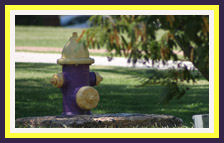 Purple and Gold Fire Hydrant in memory of Fritz a.k.a Dam-it.